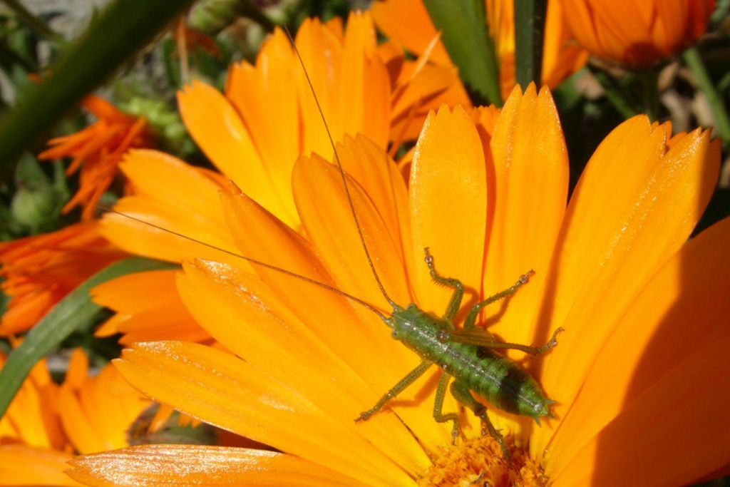 Tettigoniidae:   neanidi di Tettigonia sp.